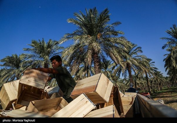 Date harvest begins in Ghazavieh, Iran’s Khuzestan province