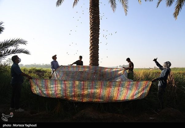 Date harvest begins in Ghazavieh, Iran’s Khuzestan province