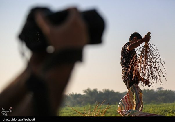 Date harvest begins in Ghazavieh, Iran’s Khuzestan province