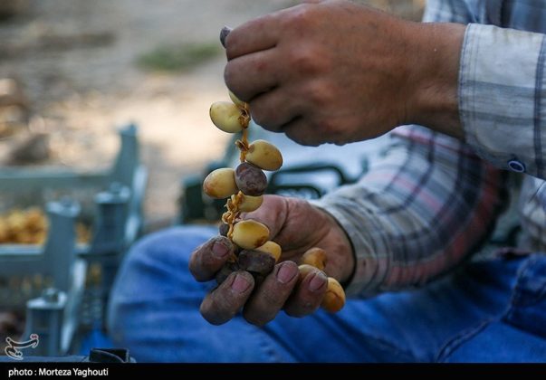 Date harvest begins in Ghazavieh, Iran’s Khuzestan province