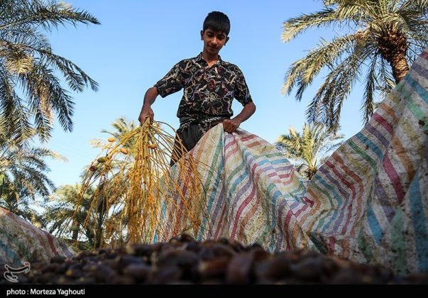 Date harvest begins in Ghazavieh, Iran’s Khuzestan province