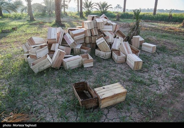 Date harvest begins in Ghazavieh, Iran’s Khuzestan province
