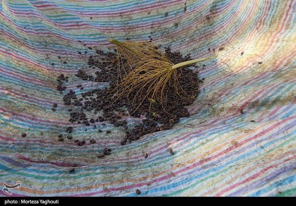 Date harvest begins in Ghazavieh, Iran’s Khuzestan province