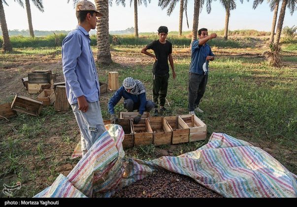 Date harvest begins in Ghazavieh, Iran’s Khuzestan province
