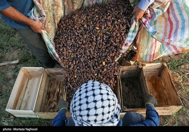 Date harvest begins in Ghazavieh, Iran’s Khuzestan province