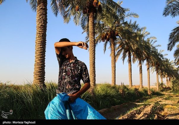 Date harvest begins in Ghazavieh, Iran’s Khuzestan province