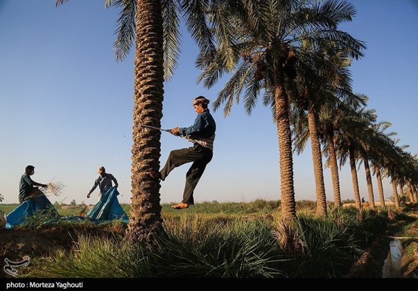 Date harvest begins in Ghazavieh, Iran’s Khuzestan province