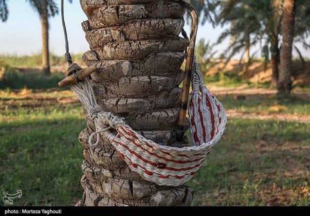 Date harvest begins in Ghazavieh, Iran’s Khuzestan province