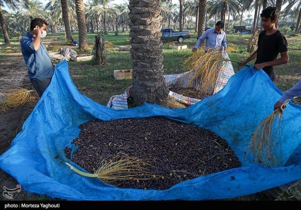 Date harvest begins in Ghazavieh, Iran’s Khuzestan province