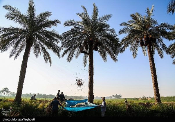 Date harvest begins in Ghazavieh, Iran’s Khuzestan province
