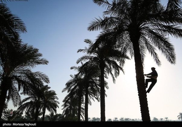 Date harvest begins in Ghazavieh, Iran’s Khuzestan province
