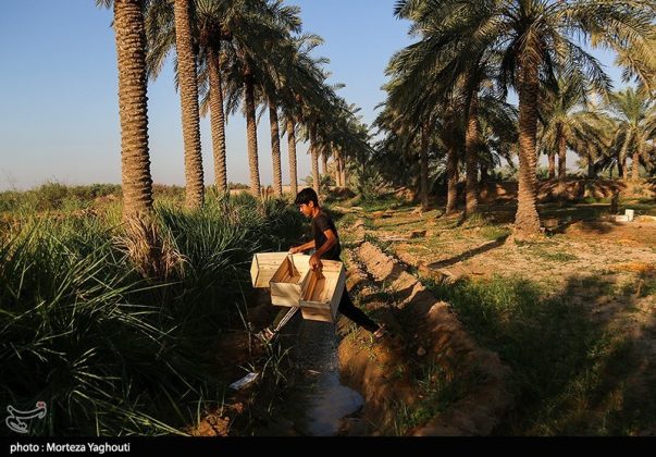 Date harvest begins in Ghazavieh, Iran’s Khuzestan province