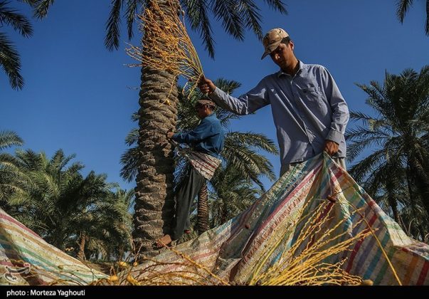 Date harvest begins in Ghazavieh, Iran’s Khuzestan province