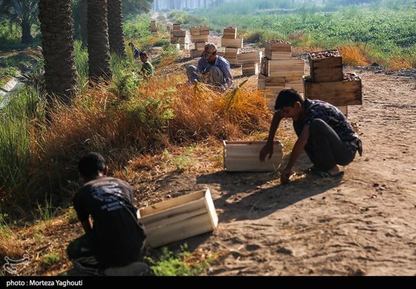 Date harvest begins in Ghazavieh, Iran’s Khuzestan province