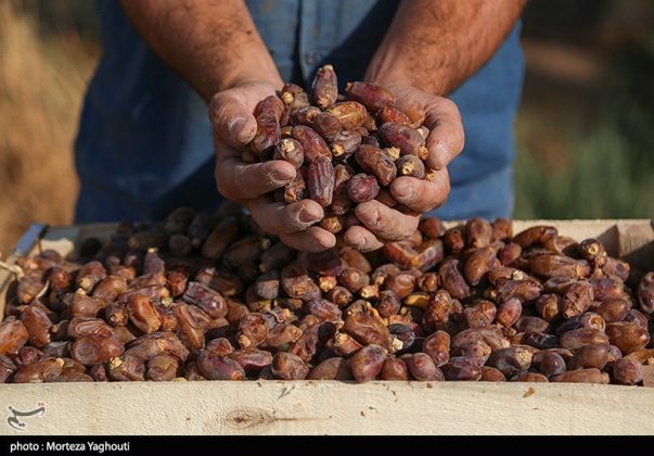 Date harvest begins in Ghazavieh, Iran’s Khuzestan province