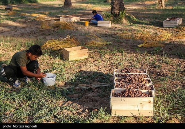 Date harvest begins in Ghazavieh, Iran’s Khuzestan province