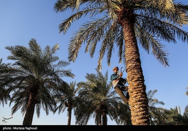 Date harvest begins in Ghazavieh, Iran’s Khuzestan province