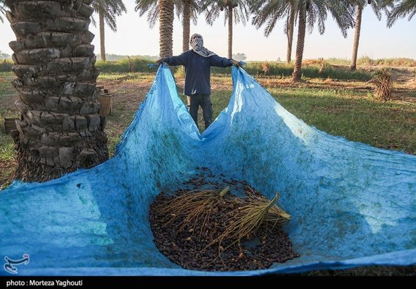 Date harvest begins in Ghazavieh, Iran’s Khuzestan province