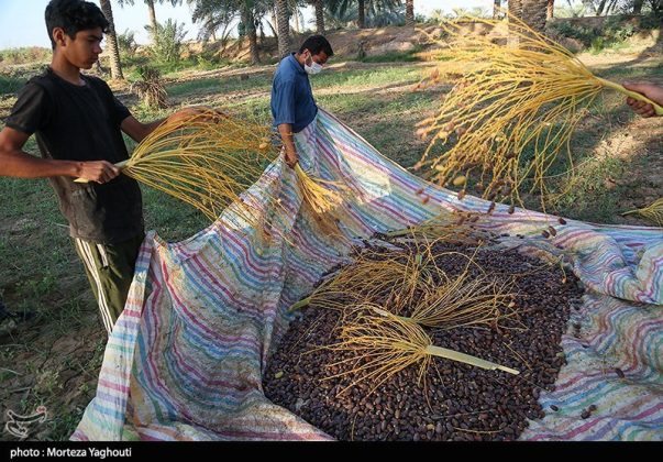 Date harvest begins in Ghazavieh, Iran’s Khuzestan province