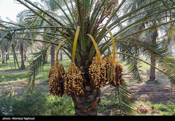 Date harvest begins in Ghazavieh, Iran’s Khuzestan province