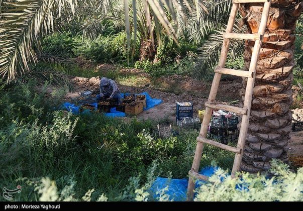 Date harvest begins in Ghazavieh, Iran’s Khuzestan province