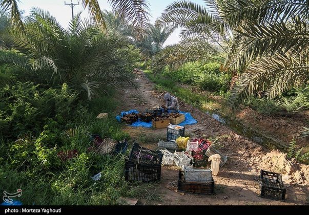 Date harvest begins in Ghazavieh, Iran’s Khuzestan province