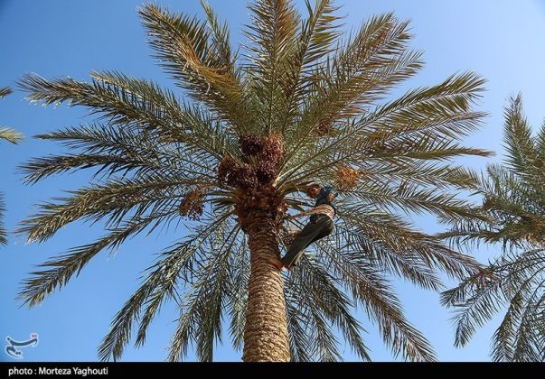 Date harvest begins in Ghazavieh, Iran’s Khuzestan province