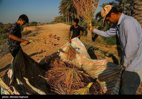 Date harvest begins in Ghazavieh, Iran’s Khuzestan province