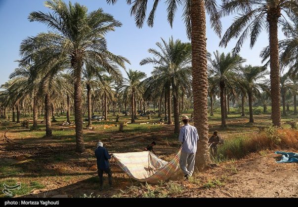 Date harvest begins in Ghazavieh, Iran’s Khuzestan province