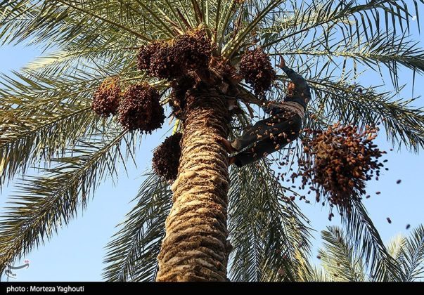 Date harvest begins in Ghazavieh, Iran’s Khuzestan province