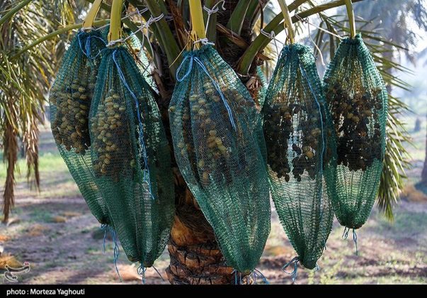 Date harvest begins in Ghazavieh, Iran’s Khuzestan province