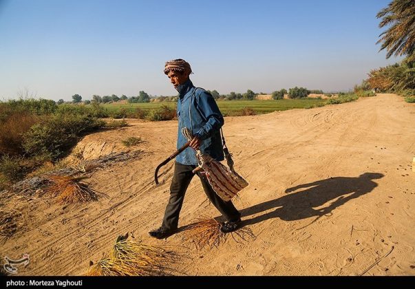 Date harvest begins in Ghazavieh, Iran’s Khuzestan province