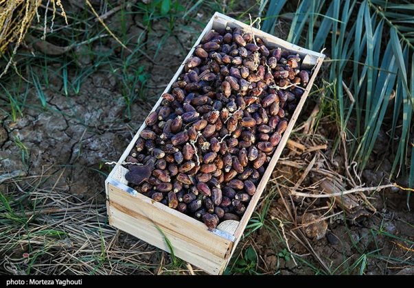 Date harvest begins in Ghazavieh, Iran’s Khuzestan province