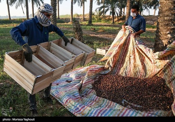 Date harvest begins in Ghazavieh, Iran’s Khuzestan province