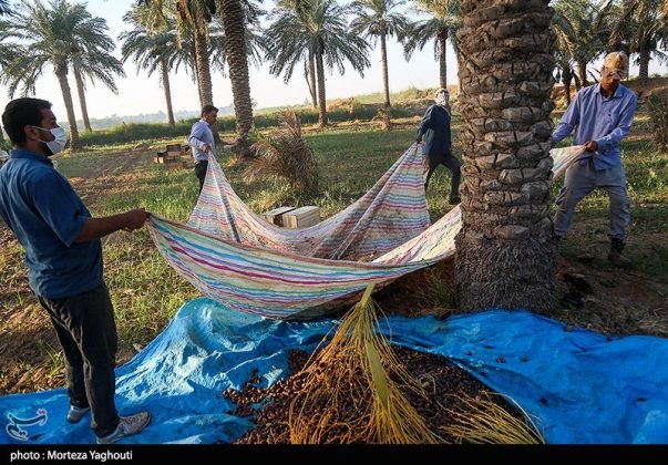 Date harvest begins in Ghazavieh, Iran’s Khuzestan province
