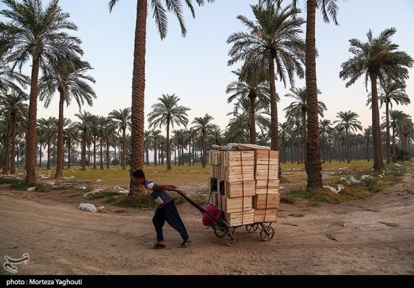 Date harvest begins in Ghazavieh, Iran’s Khuzestan province
