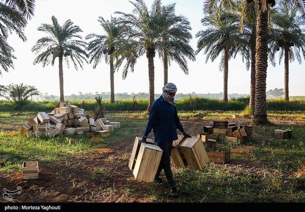 Date harvest begins in Ghazavieh, Iran’s Khuzestan province