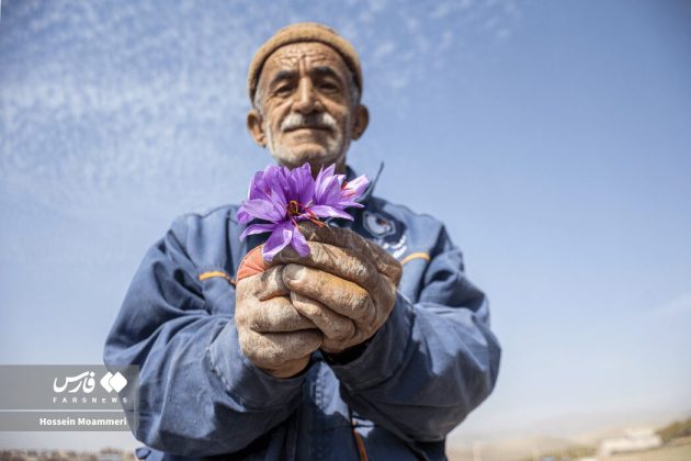 Red gold harvest season in Iran