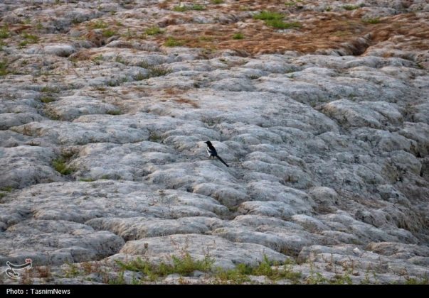 Once a shining jewel, Kermanshah’s Sarab-e Niloufar dries up amid mismanagement, drought