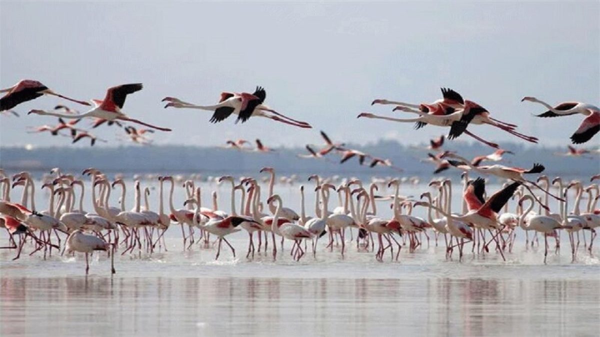 Flamingos arrive at Iran’s Miankaleh wetland as autumn migration begins 1 Flamingos-Iran’s Miankaleh
