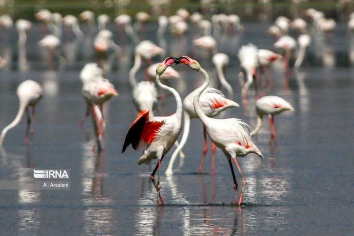 Flamingos arrive at Iran’s Miankaleh wetland as autumn migration begins Flamingos arrive at Iran’s Miankaleh wetland as autumn migration begins
