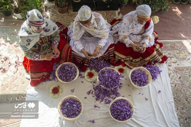 Red gold harvest season in Iran