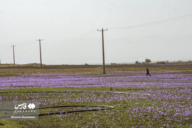 Red gold harvest season in Iran