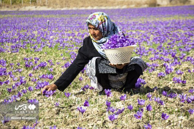 Red gold harvest season in Iran