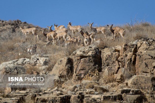 Tandoureh National Park: Guardians of Iran’s northern wilderness