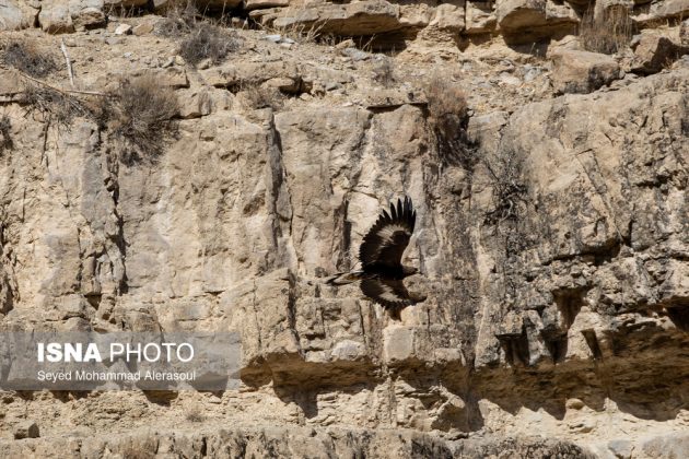 Tandoureh National Park: Guardians of Iran’s northern wilderness