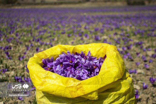 Red gold harvest season in Iran