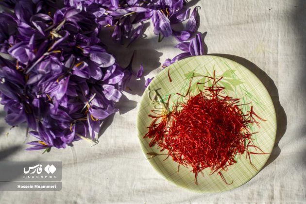 Red gold harvest season in Iran