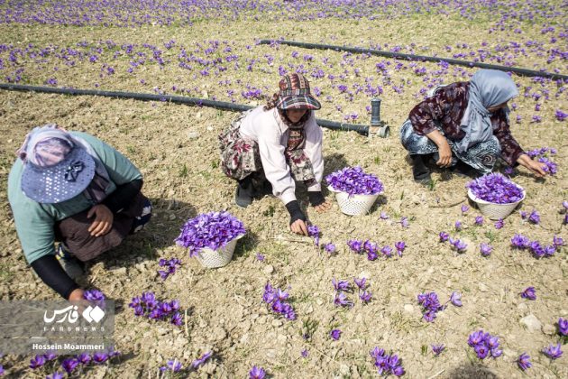 Red gold harvest season in Iran