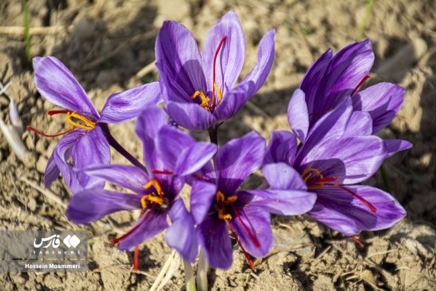 Red gold harvest season in Iran